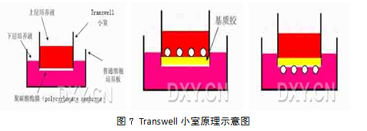 matrigel 模拟细胞外基质以诱导滋养细胞通过transwell小室的侵袭运动